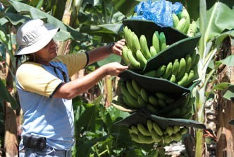 中南米や東南アジアのバナナ主要生産国でプランテーション向け農業関連資材を拡販 事業 製品 住友化学株式会社