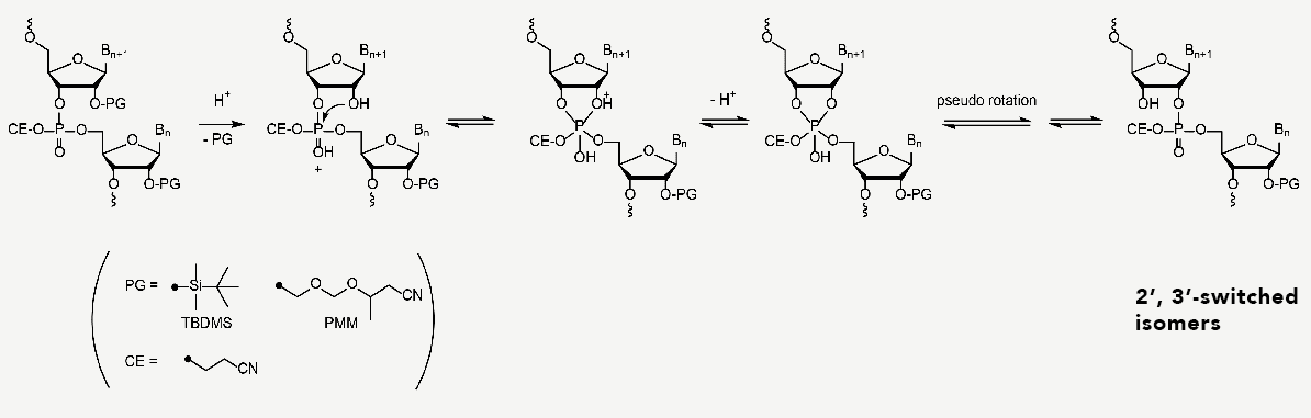 図1. 酸性条件下での2’, 3’-リン酸の異性化のメカニズム